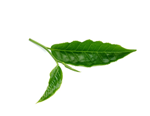 Green tea leaf isolated on white space