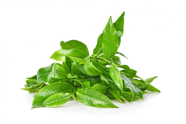 Лист зеленого чая изолированный на белой стене