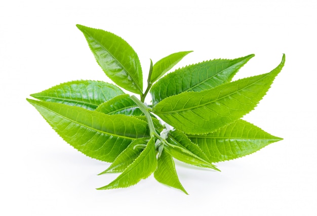 Green tea leaf isolated on white