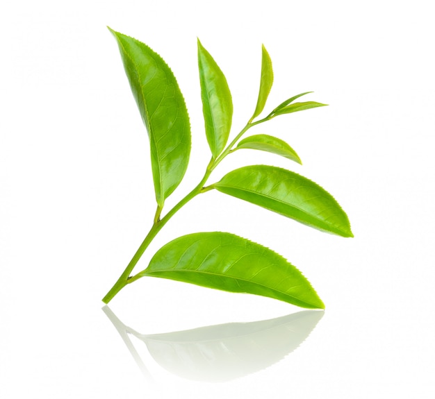 白で隔離される緑茶葉