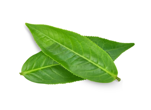 Green tea leaf isolated  