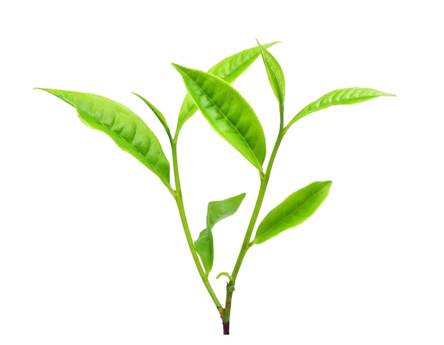 Green tea leaf isolated