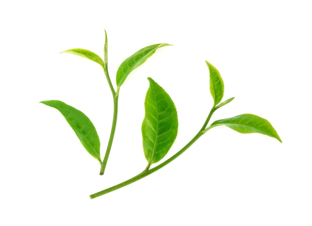 Green tea leaf isolated