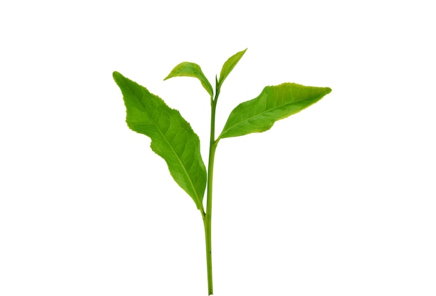 Green tea leaf isolated