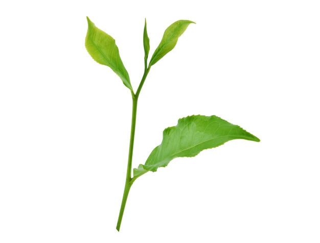 Green tea leaf isolated