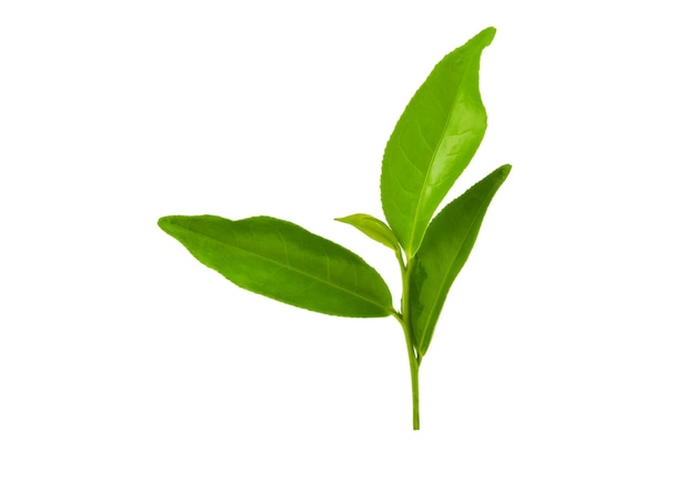 Photo green tea leaf isolated