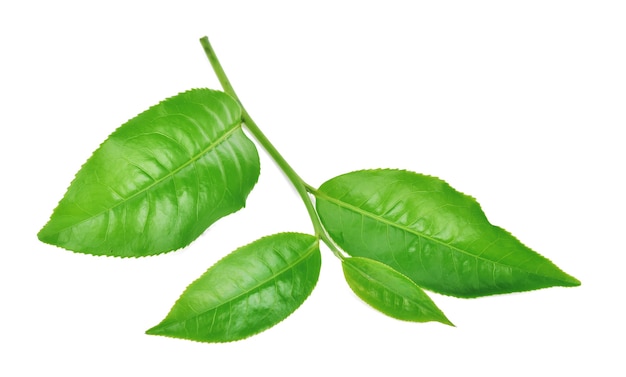 Green tea leaf isolated