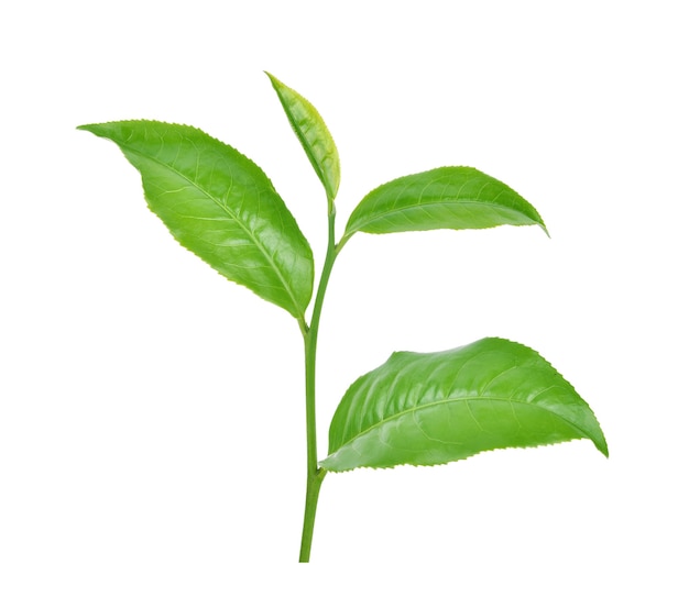 Green tea leaf isolated