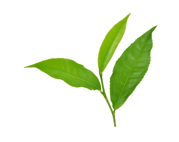 Green tea leaf isolated