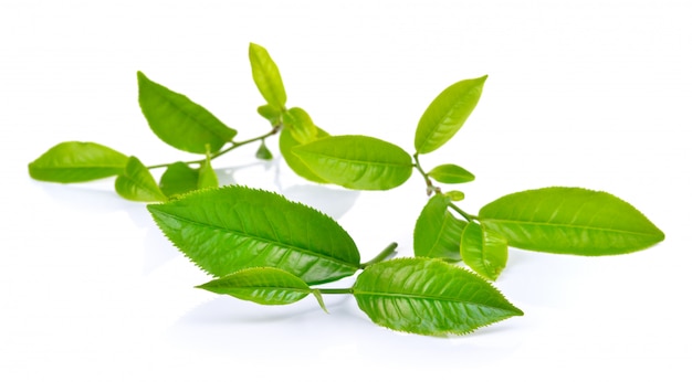 green tea leaf isolated