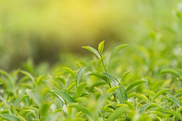 朝の茶畑の緑茶葉ぼやけた背景新鮮な緑茶の葉