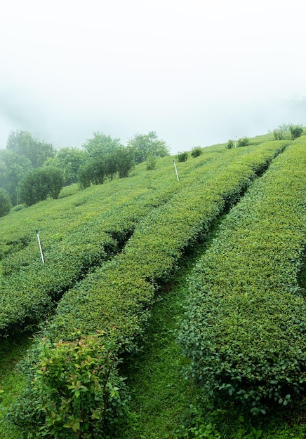 朝の茶畑の緑茶の葉