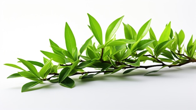写真 白い背景の緑茶葉 食品写真