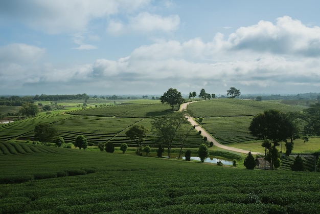 Green tea leaf plantation organic farm in morning blurred background Fresh green tea leaves Green tea plantations in morning sunrise Freshness organic tea garden for wallpaper background