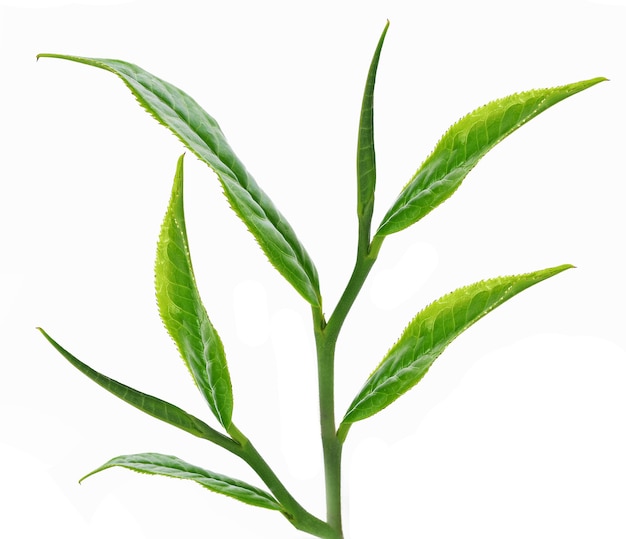 Green tea leaf on white background