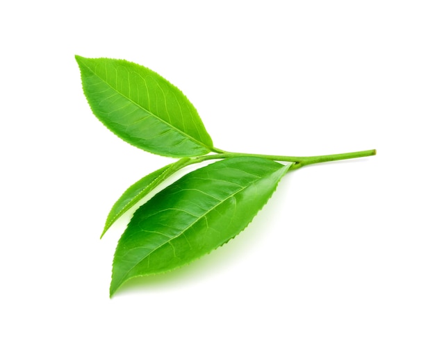 Green tea leaf on white background