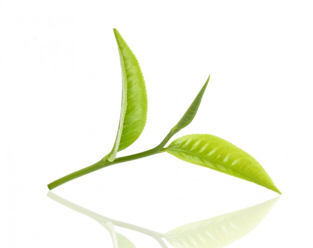 Green tea leaf on white background