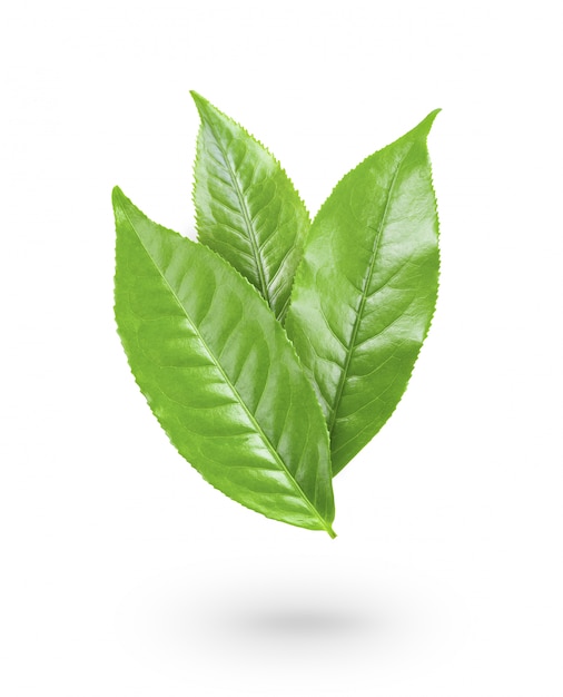 Green tea leaf on white