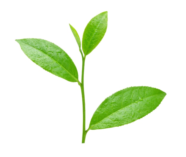 Green tea leaf with drops of water isolated on white.