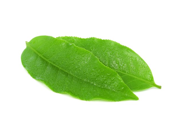 Green tea leaf with drops of water on white background.