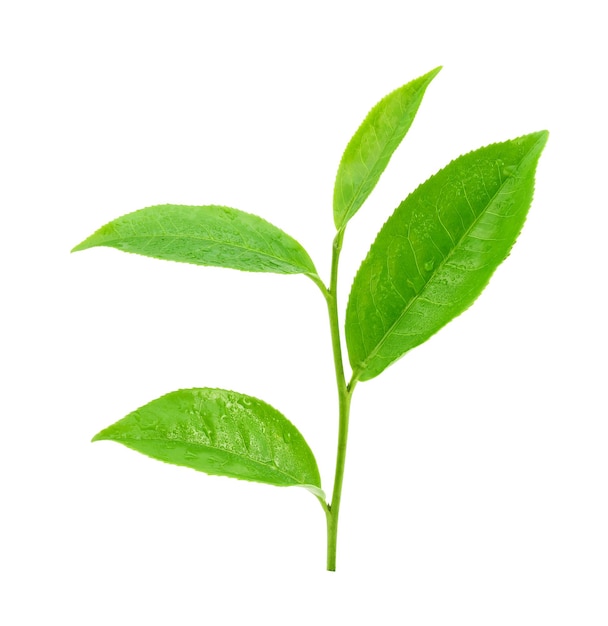 Green tea leaf with drops of water on white background