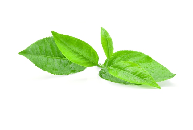 Green tea leaf with drops of water on white.