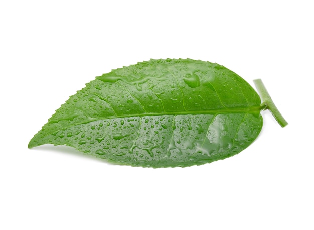 Foglia di tè verde con gocce d'acqua.