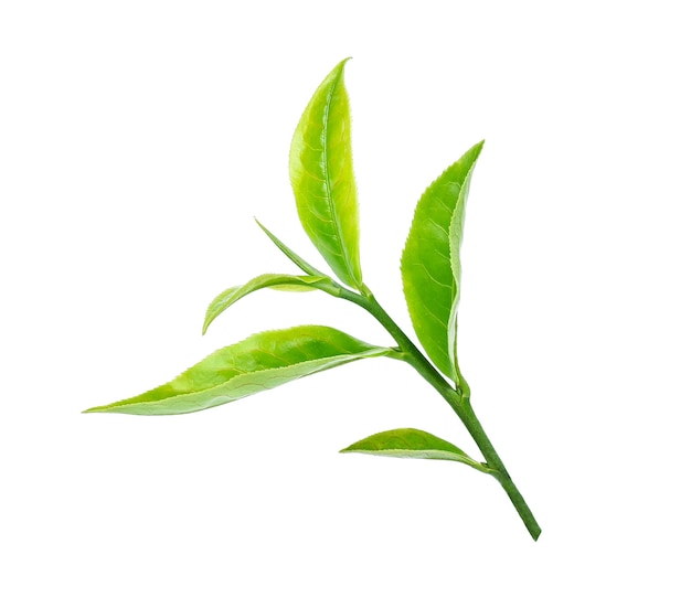 Green tea leaf