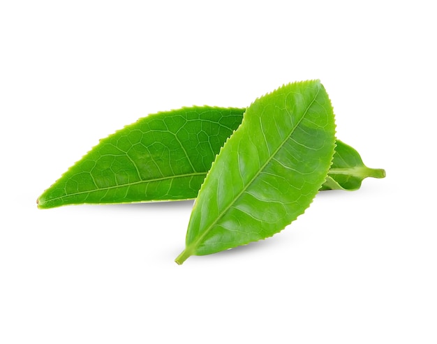 Green tea leaves close up isolated