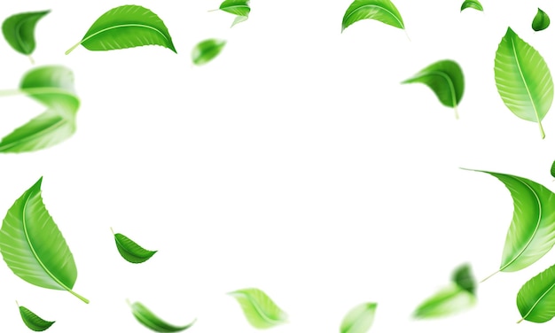 Green tea leaves frame 3d render on white background Realistic fresh foliage border with falling and flying in air mint basil or lime leaf Herbal organic summer ad banner template