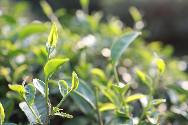 写真 茶畑の緑茶葉 クローズアップ 緑茶葉のトップ 緑茶の葉を朝に