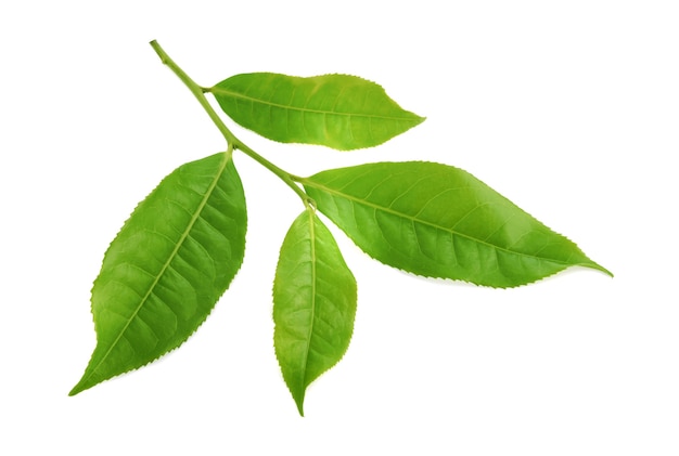 Green tea leaves isolated on white background