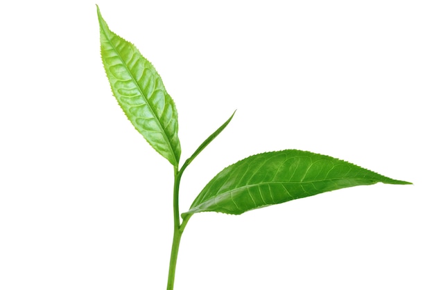 Green tea leaves isolated on white background