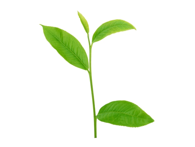 Green tea leaves isolated on white surface