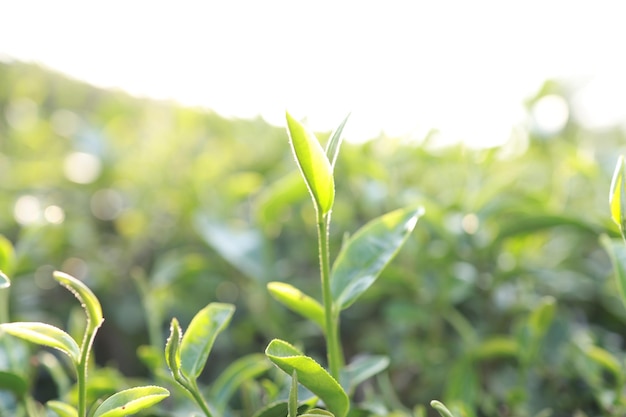 Листья зеленого чая на чайной плантации Крупный план Листья зеленого чая утром