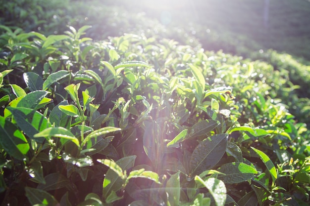 Green tea leaves in a tea plantation in morning. closeup green tea leaves