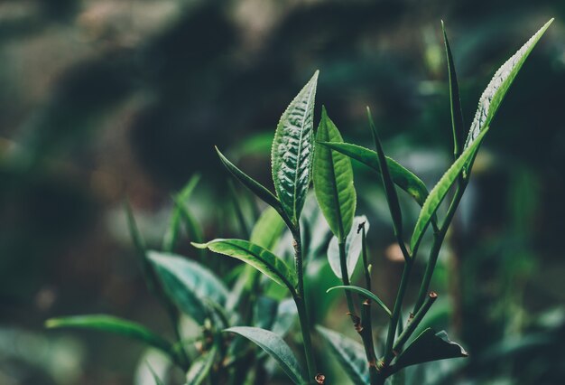 Green tea leaves in a tea plantation in morning