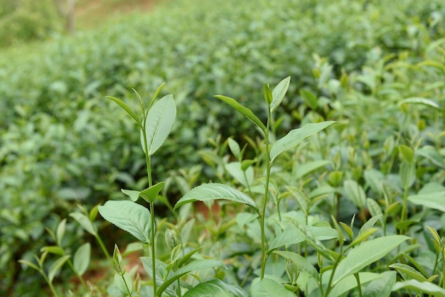 Green tea leaves in a tea plantation.