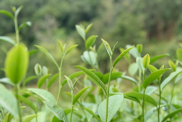 Foto foglie di tè verdi in una piantagione di tè.
