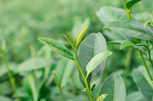 Foglie di tè verdi in una piantagione di tè