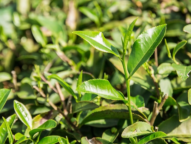 Green tea leaves in a tea plantation