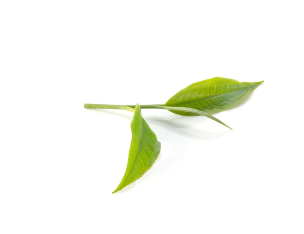 Green tea leaves on white background.