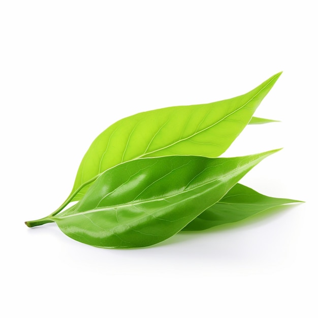 白い背景の上の緑茶葉