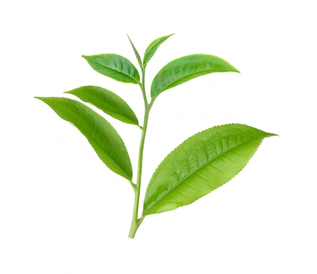 Green tea leaves on white wall