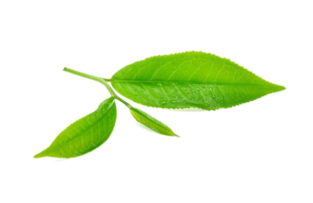 Green tea leaves with drops of water on white background