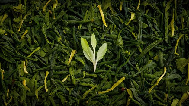 Green tea leaves