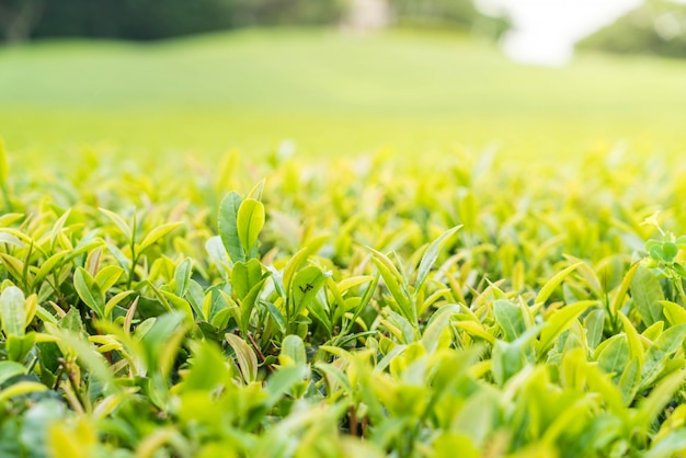 Photo green tea leaves