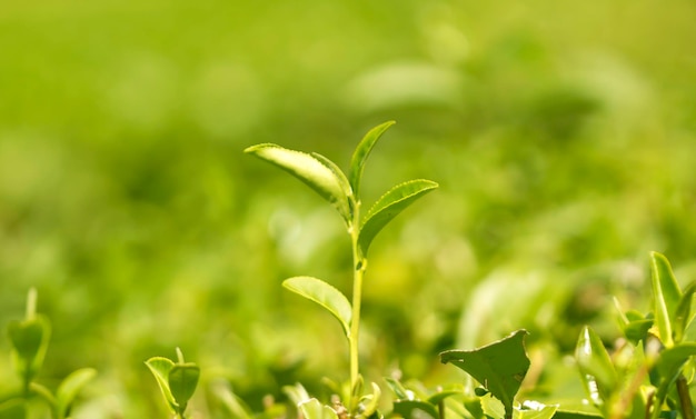 Green tea leaves