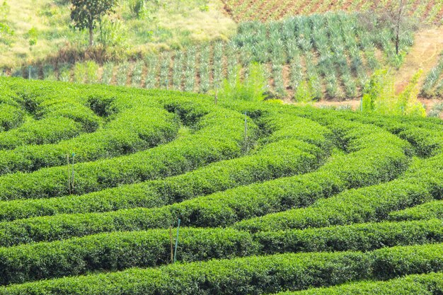 Pianta del tè verde, il lavoratore raccoglie le foglie per l'invio alla produzione di processo.