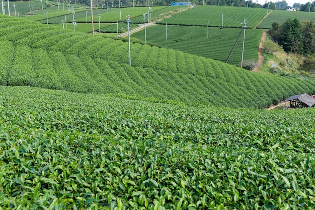 Green tea plant